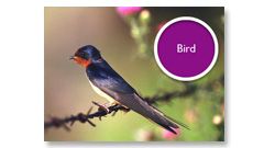 Despiértate con los sonidos de la naturaleza