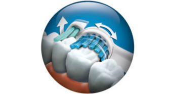 Limpia las superficies visibles de los dientes