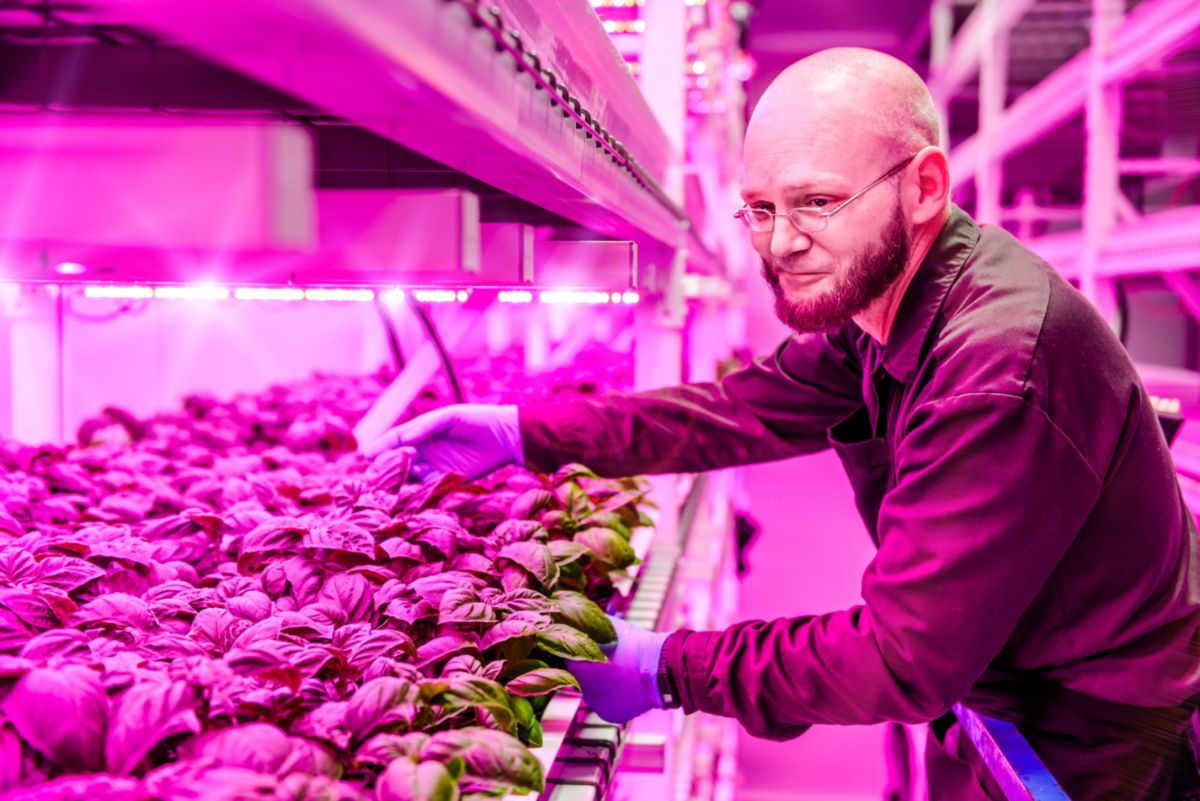 Artificial lighting for indoor growing systems | Philips ...