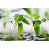 Sustainability