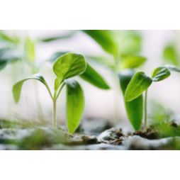 Sustainability CO2-Kompensation