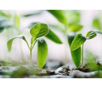 Kompensieren Sie Ihre CO2-Emissionen
