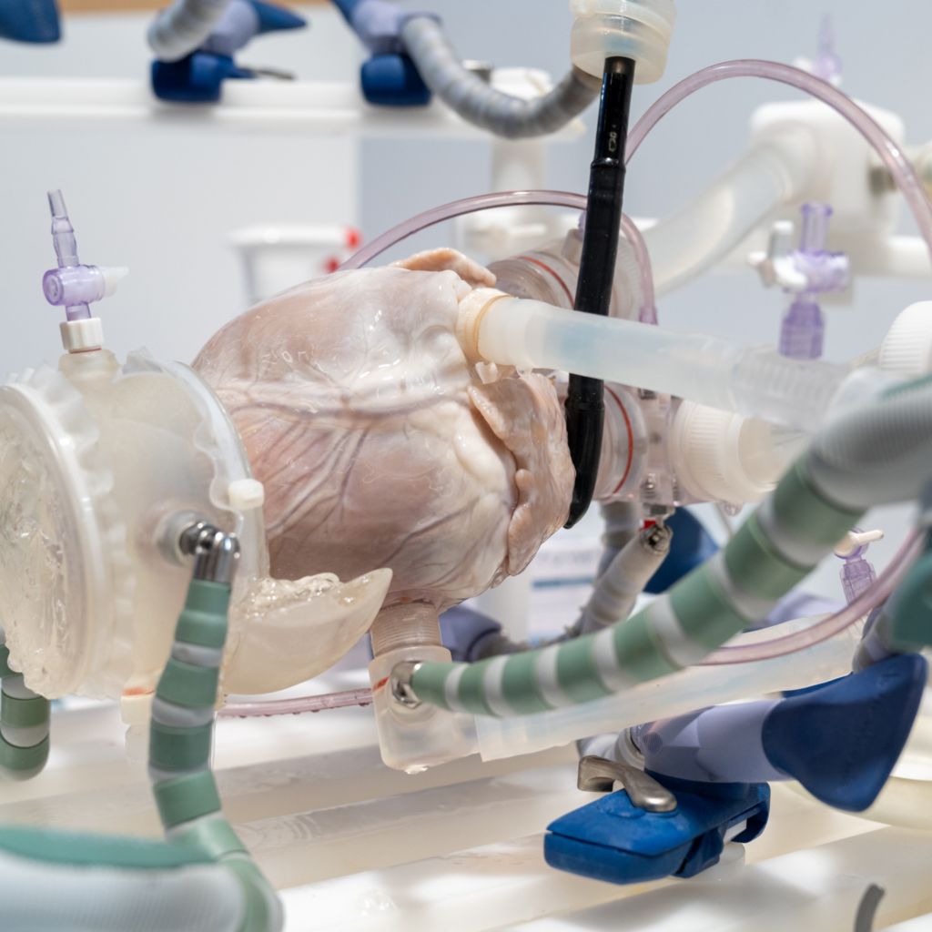 LifeTec Cardiac Biosimulator beating heart