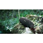 Mūzika nekad nebeidzas