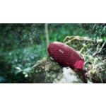 Glazba nikada ne prestaje