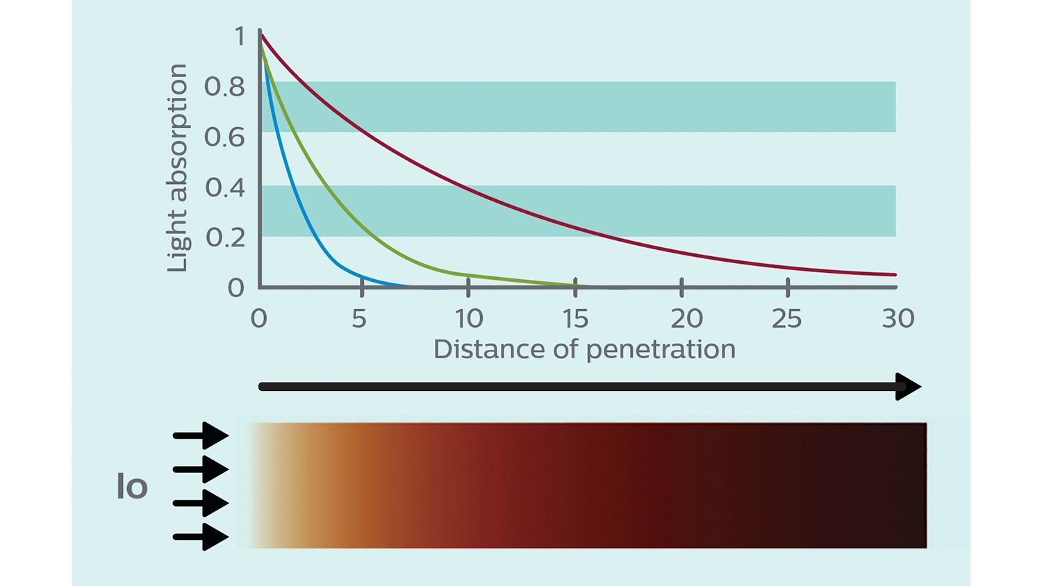 Clinical image – TrueVue models absorption of light in tissue is wavelength dependency