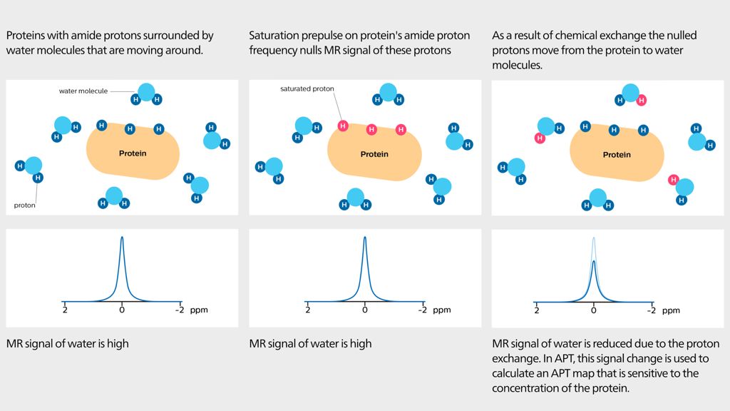 MRI APT and CEST explained
