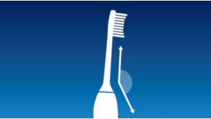 Tête de brosse courbée pour un meilleur accès aux dents du fond