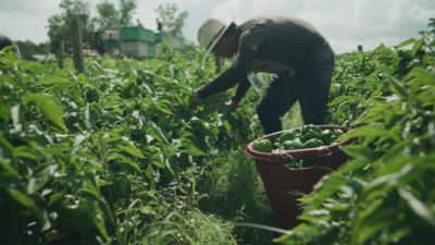 Farmworker picking green peppers in field
