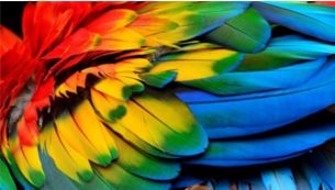 4K OLED display allows the greatest color range and depth
