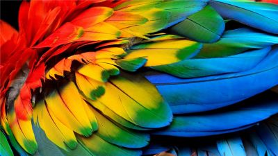 4K OLED display allows the greatest color range and depth