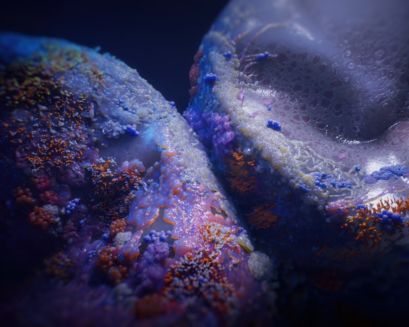 Bacteria growing in the mouth at night