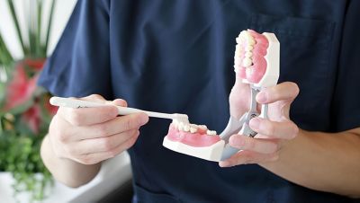 歯科模型を用いた正しいブラッシング技術のデモンストレーション