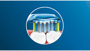 AdaptiveClean-børstehovedet bevæger sig fleksibelt langs tandkødsranden