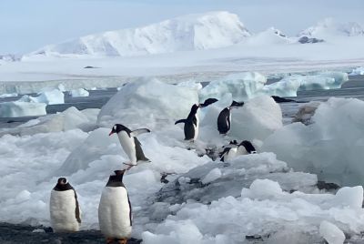 南極の氷の風景に浮かぶペンギン