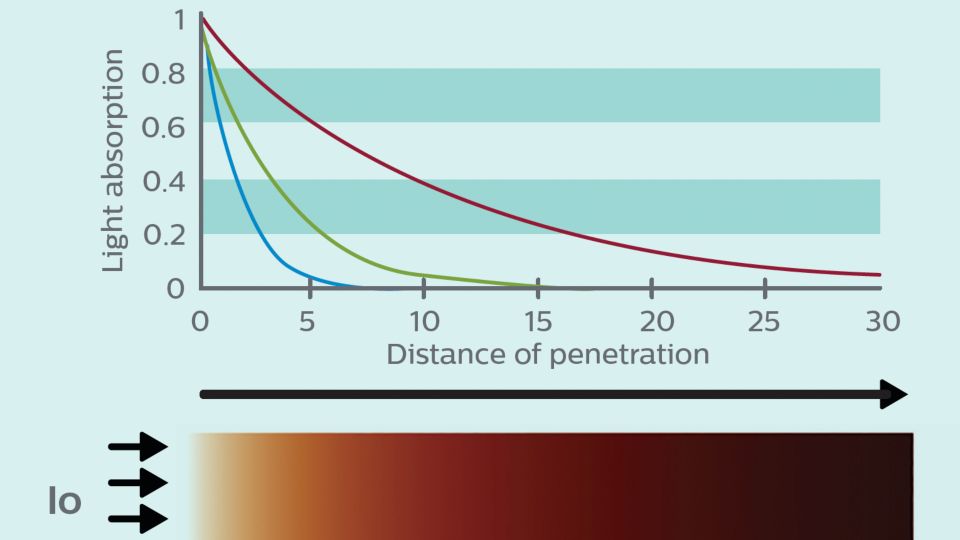 TrueVue models absorption of light in tissue is wavelength dependency