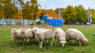 Schapen grazen in de buurt van het bord van het philipsbedrijf