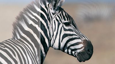 SmartContrast 20000000:1 para tonos negros increíbles con más matices