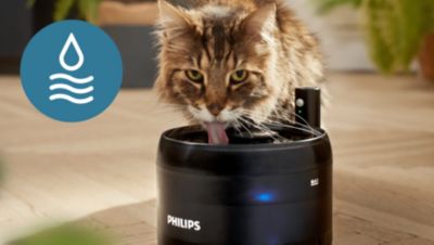 Хидратирани и щастливи котки