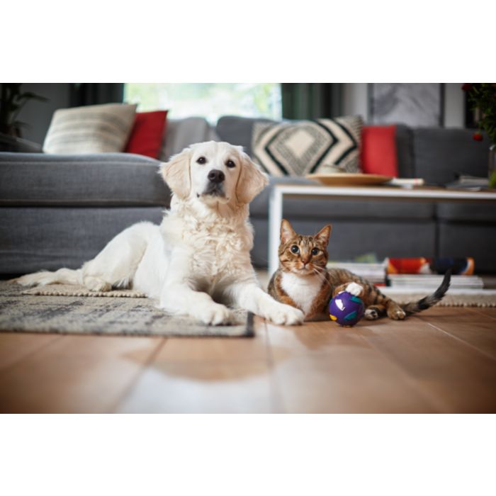SmartPro Active Robot vacuum cleaner FC8822/01 | Philips
