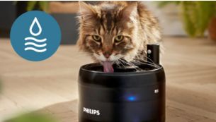 Des chats heureux et hydratés
